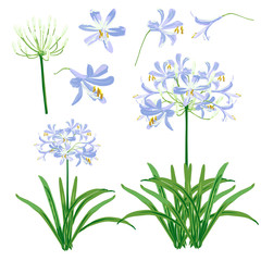 Blue agapanthus flower spring for object. The flower is vector design with four blossom, three bouquet of agapanthus flower and leaf. 