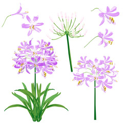 Purple agapanthus flower spring) for object. The flower is vector design with four blossom, three bouquet of agapanthus flower and leaf.  