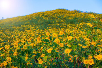 Obraz premium Sunset Landscape nature flower Tung Bua Tong Mexican sunflower field ,Mae Hong Son,Thailand.