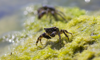 Sea crab on a rock. Close-up