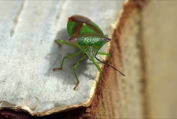 ordinary big  broad tick