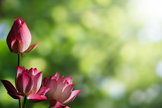 Pink lotus flowers on blurred green bokeh background with soft sunlight