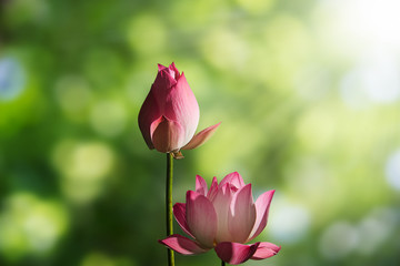 Pink lotus flowers on blurred green bokeh background with soft sunlight