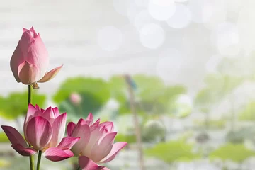 Afwasbaar Fotobehang Lotusbloem Roze lotusbloemen op vage lotusbladeren in meer met zachte bokehachtergrond