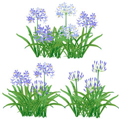 Agapanthus flower spring for object. The blue flower is vector design with three bouquet of agapanthus flower and leaf. 