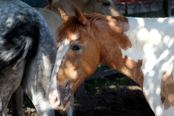 Chevaux dans un paddock