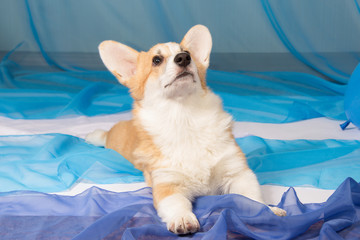 Portrait of a beautiful dog puppy of welsh corgi pembroke with sticking out tongue on a blue background