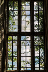 Trees through a Window