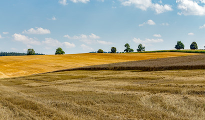 Fototapeta na wymiar summer partially harvested wheat field