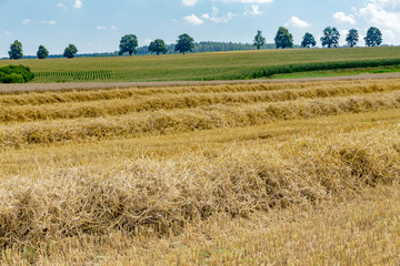Fototapeta premium summer partially harvested wheat field