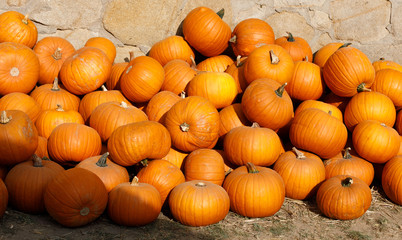 ripe autumn pumpkins on the farm