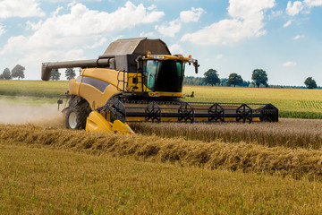 Fototapeta premium Summer harvesting with automatic harvester
