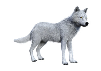 3D Rendering Arctic Wolf on White