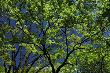 ombre et lumière sur un rbre japonais au printemps