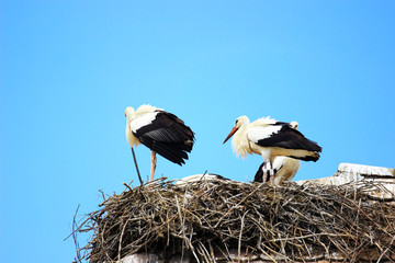White storks feeding with snake 