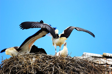 White storks, preparing for migration to Africa 