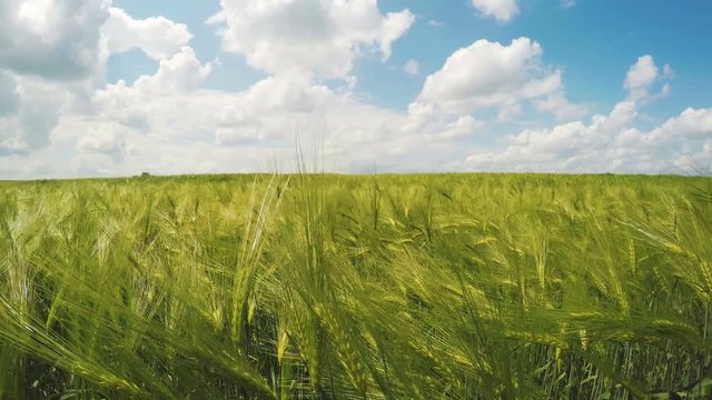 Spikelets Of Wheat