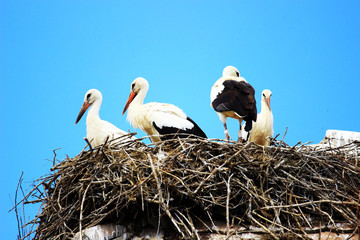 White storks in nest on house roof