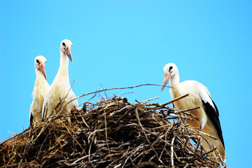 White storks 