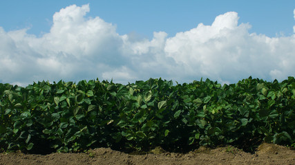 Fototapeta na wymiar 夏の雲と大豆畑