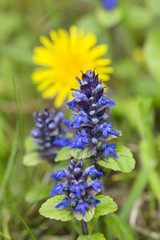 Kriechender Günsel (Ajuga reptans), Blüten