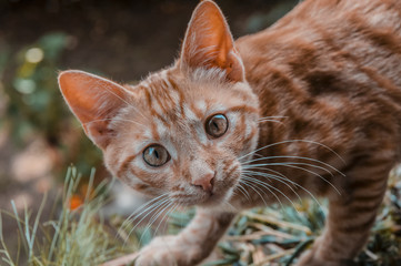 Gatto rosso