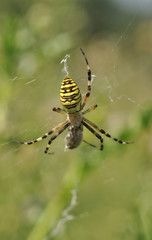 Darázspók(Argiope bruennichi (wasp spider)
