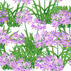 The agapanthus flower in spring. Purple flower is vector for seamless, pattern and background. 