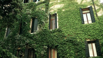 Overgrown ancient buildings in Venice, Italy