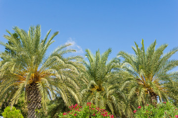 Fototapeta na wymiar Blick auf tropische Palmen vor blauen Himmel 