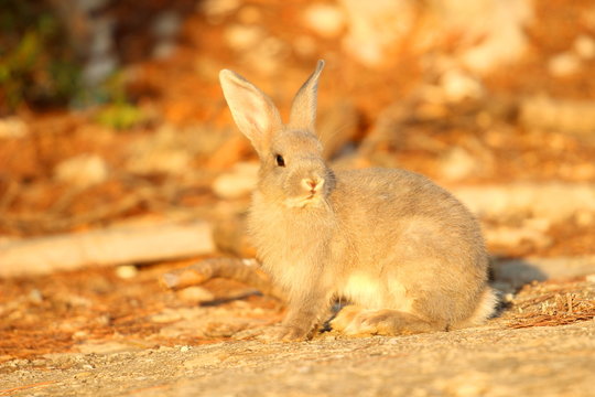Rabbit in nature