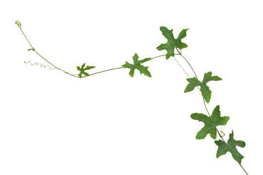 vine plants isolate on white background, clipping path.