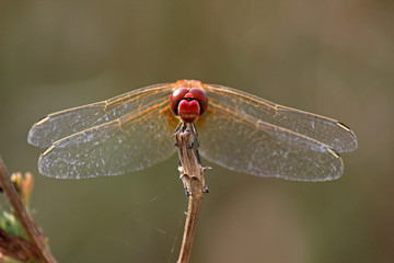 Libélula (Anisoptera) del mediterráneo en una rama