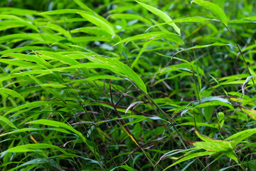 green tropical grass before a heavy rain