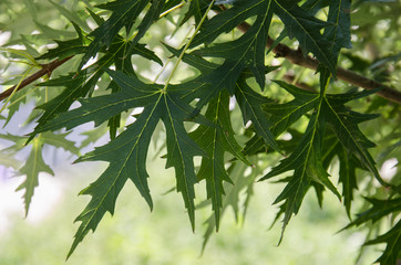 Green maple leaves