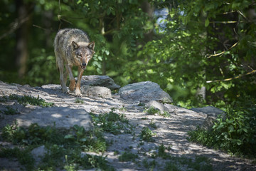 Einsamer Wolf