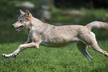 Rennender Wolf