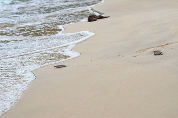 Baby sea turtle in Con Dao island
