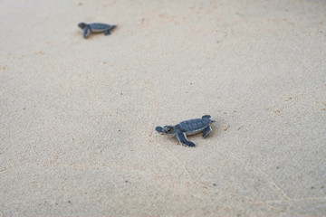 Baby sea turtle in Con Dao island