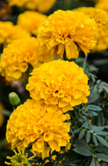 Yellow marigolds flowers