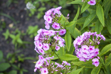 Pink flowers