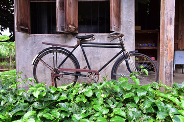 Fototapeta na wymiar old vintage bicycle with wooden house and garden.