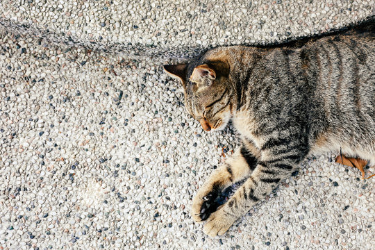 Top view of napping adorable cat sleeping on outdoor ground - with copy space