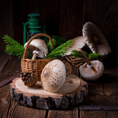 parasol mushroom (Macrolepiota procera or Lepiota procera)
