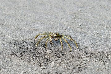 yellow - brown cloloured crab on the sand at Parangtritis beach Indonesia