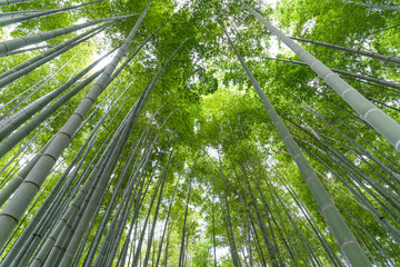 Fototapeta na wymiar Bambuswald Kyoto Japan