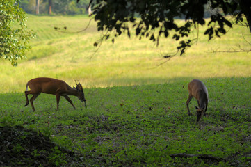 barking deer