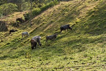 Small cattle herd at lake arenal, costa rica