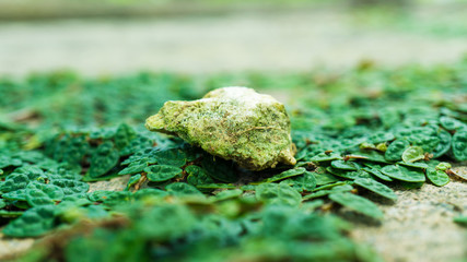 苔の中にある小石