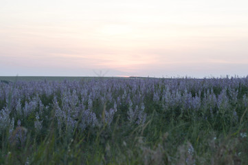 Obraz premium Lavender field at sunset